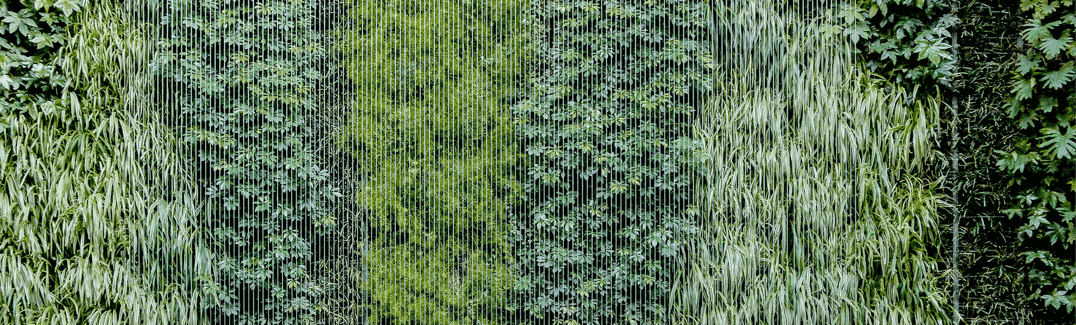 Cat-Green-walls.png?w=1024&h=309&scale