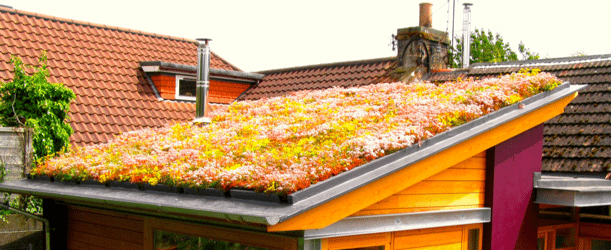 Green-Roof2