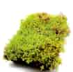 Sedum Modular Tray System