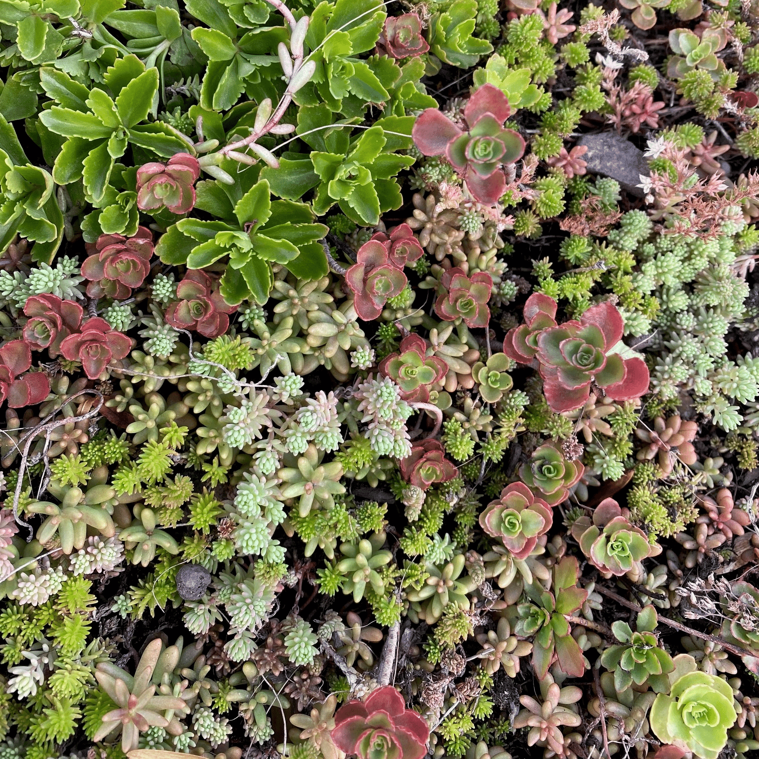 Sedum-Close-Up-for-Web.png?w=1024&h=1024&scale