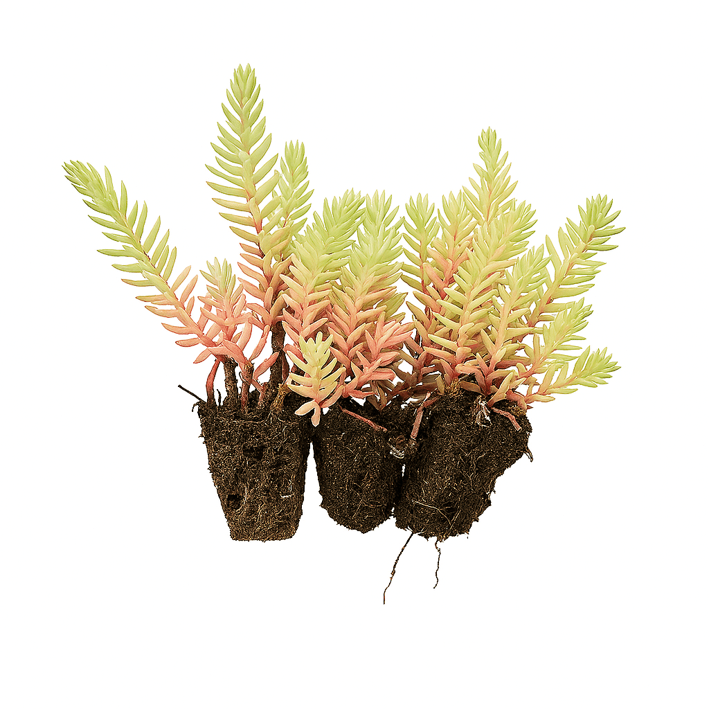 Sedum-Plugs-WB