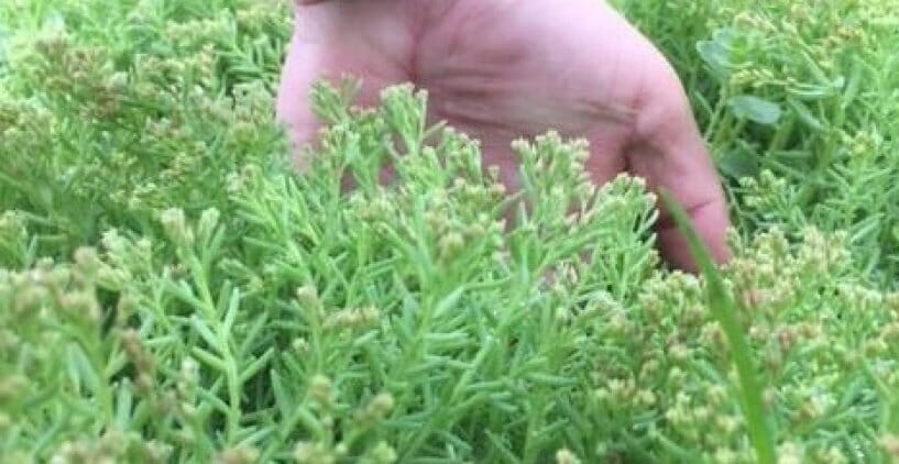 6-maintenance-tips-to-consider-for-your-green-roof-main-large