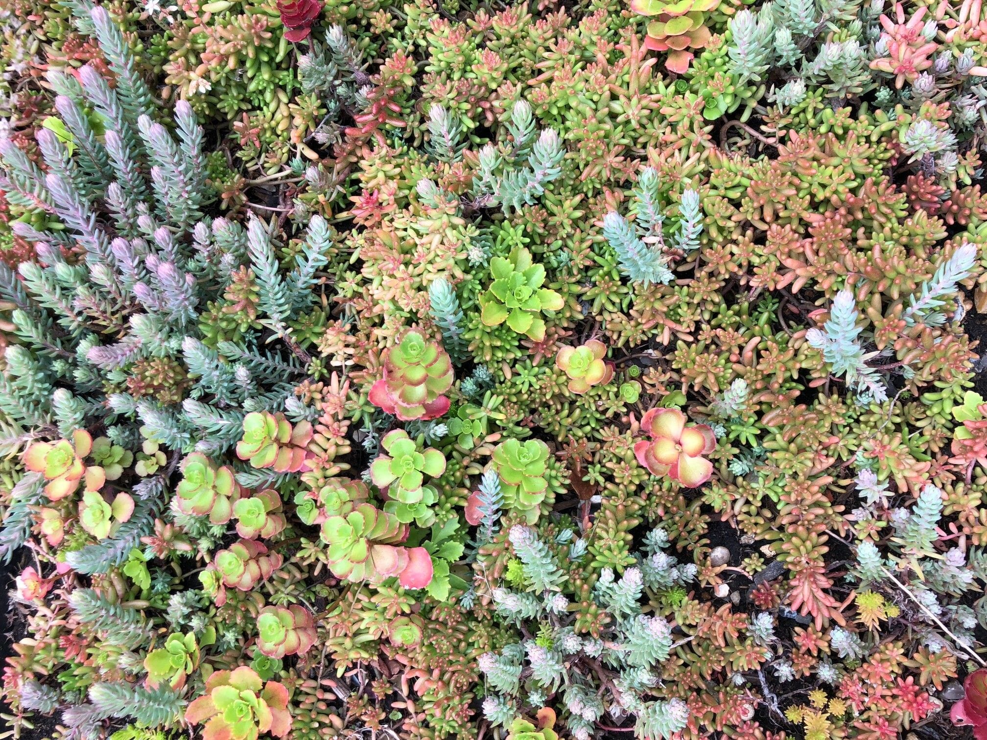Sedum-10.jpg?w=1024&h=768&scale