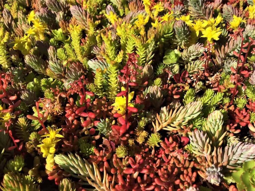 Sedum Plug Plant Shed Roof - Durham Sedum Plugs