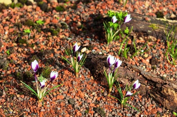 biodiverse-systems-main-home