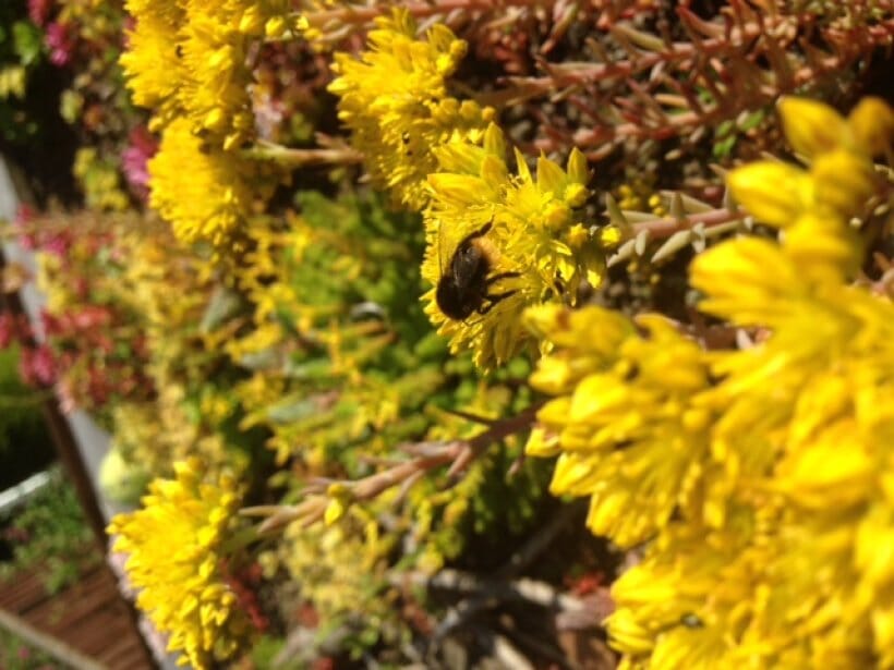durham-green-roof-4-main-slide