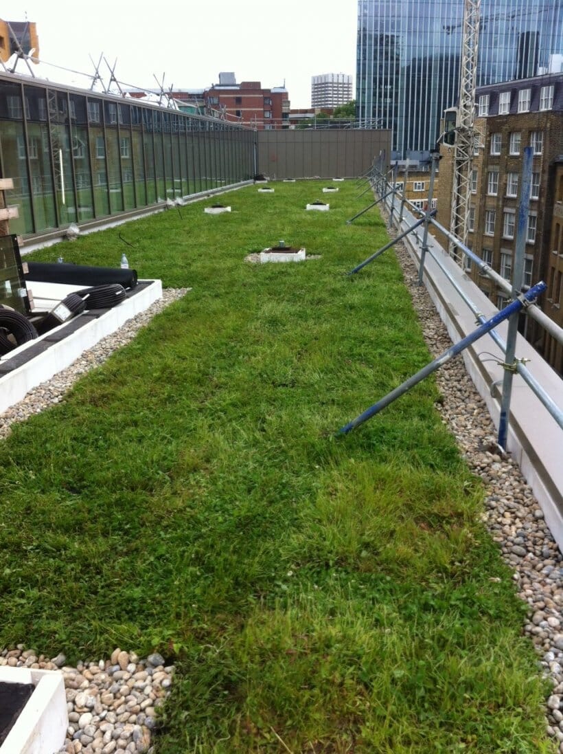 hilton-bankside-london-wildflower-green-roof-2-main-slide.jpg?w=765&h=1024&scale