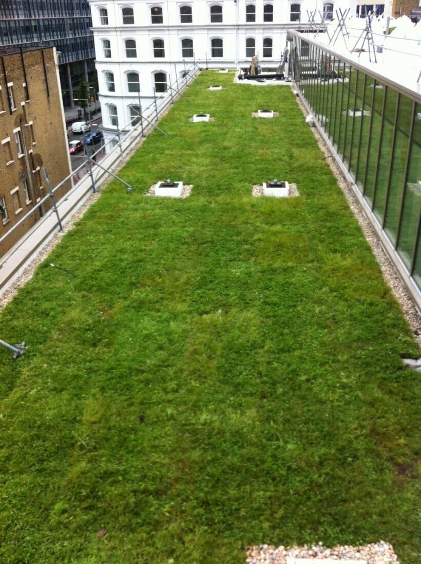 hilton-bankside-london-wildflower-green-roof-main-slide.jpg?w=765&h=1024&scale