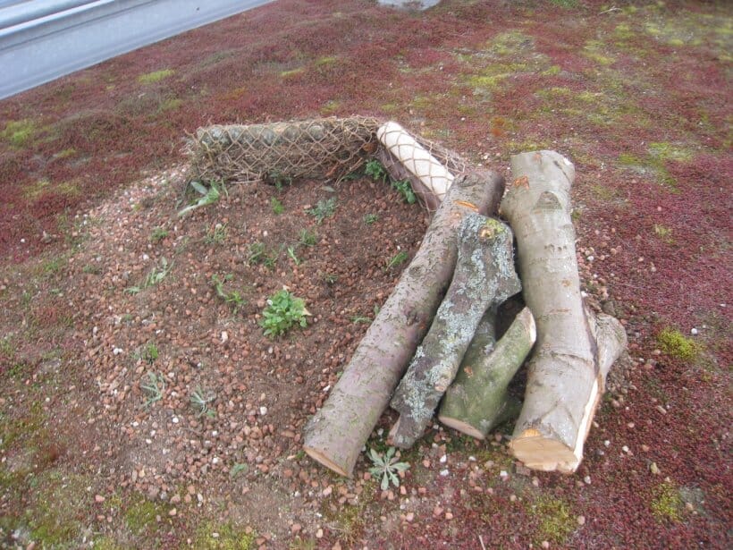 wood-street-london-sedum-and-bio-diverse-green-roof-2-main-slide