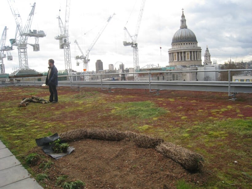 wood-street-london-sedum-and-bio-diverse-green-roof-4-main-slide