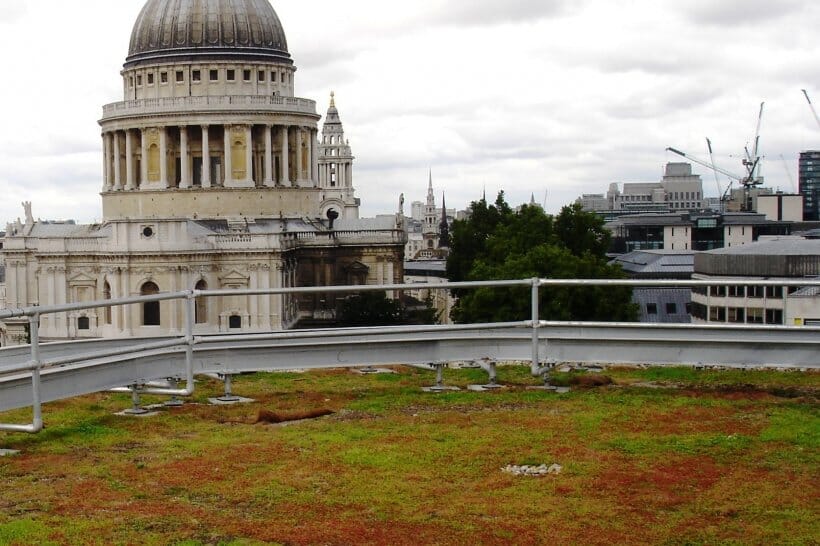 wood-street-london-sedum-and-bio-diverse-green-roof-7-main-slide