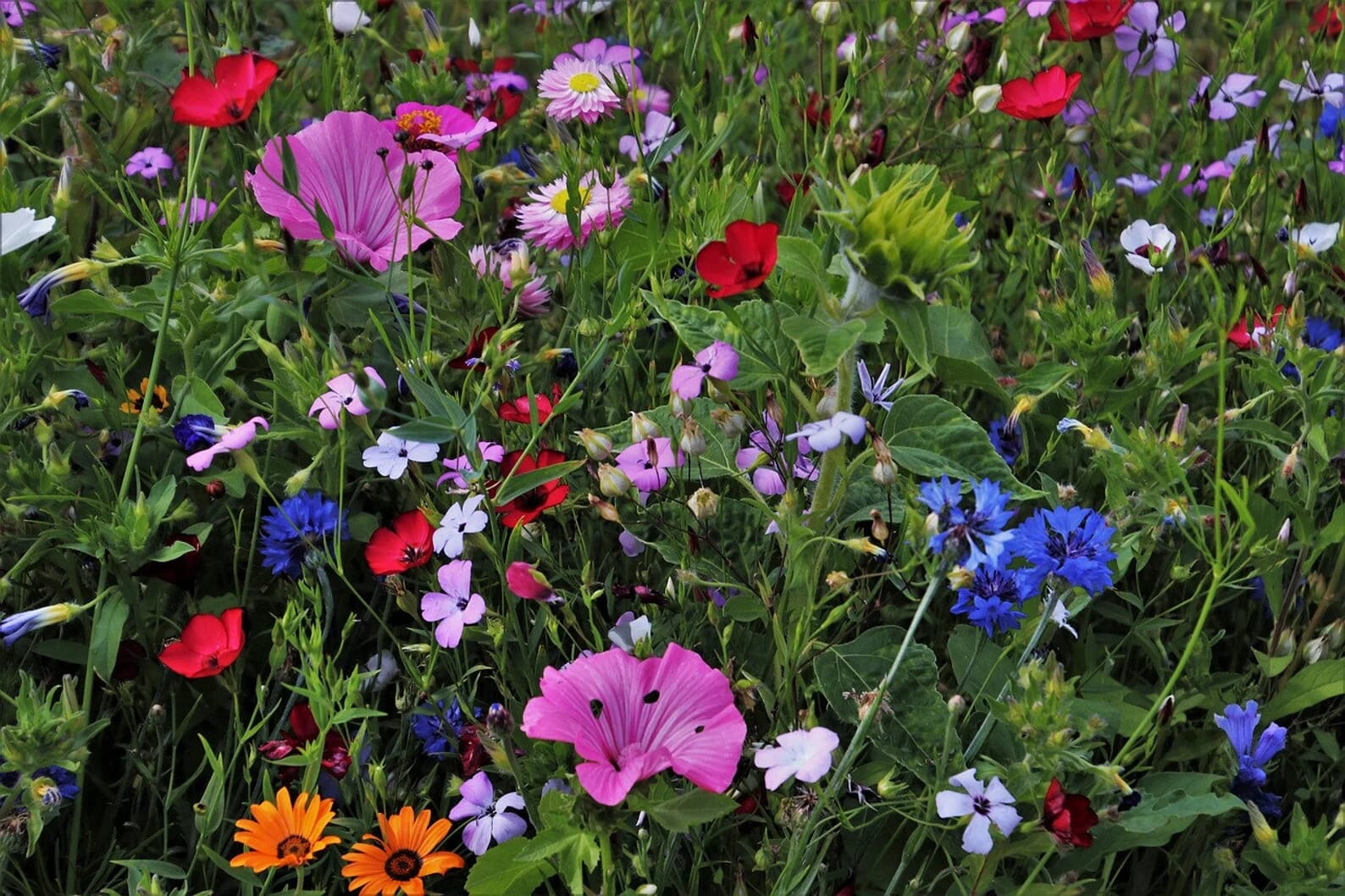 Dwarf(PV) Wildflower Seed Mix