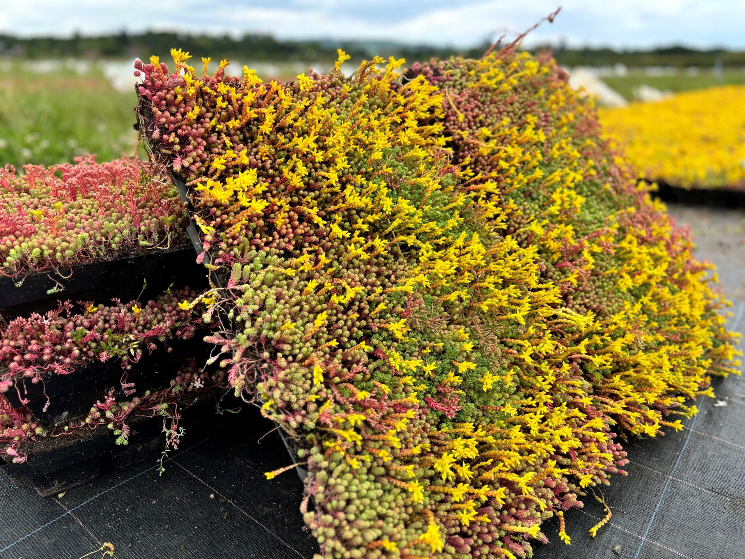 7-scaled.jpg?w=1024&h=768&scale