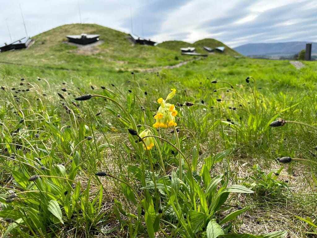 35fb6864-0504-4d29-9814-91a68037e85f.jpeg?w=1024&h=768&scale