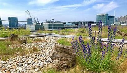 Biodiversity-and-habitat-roof