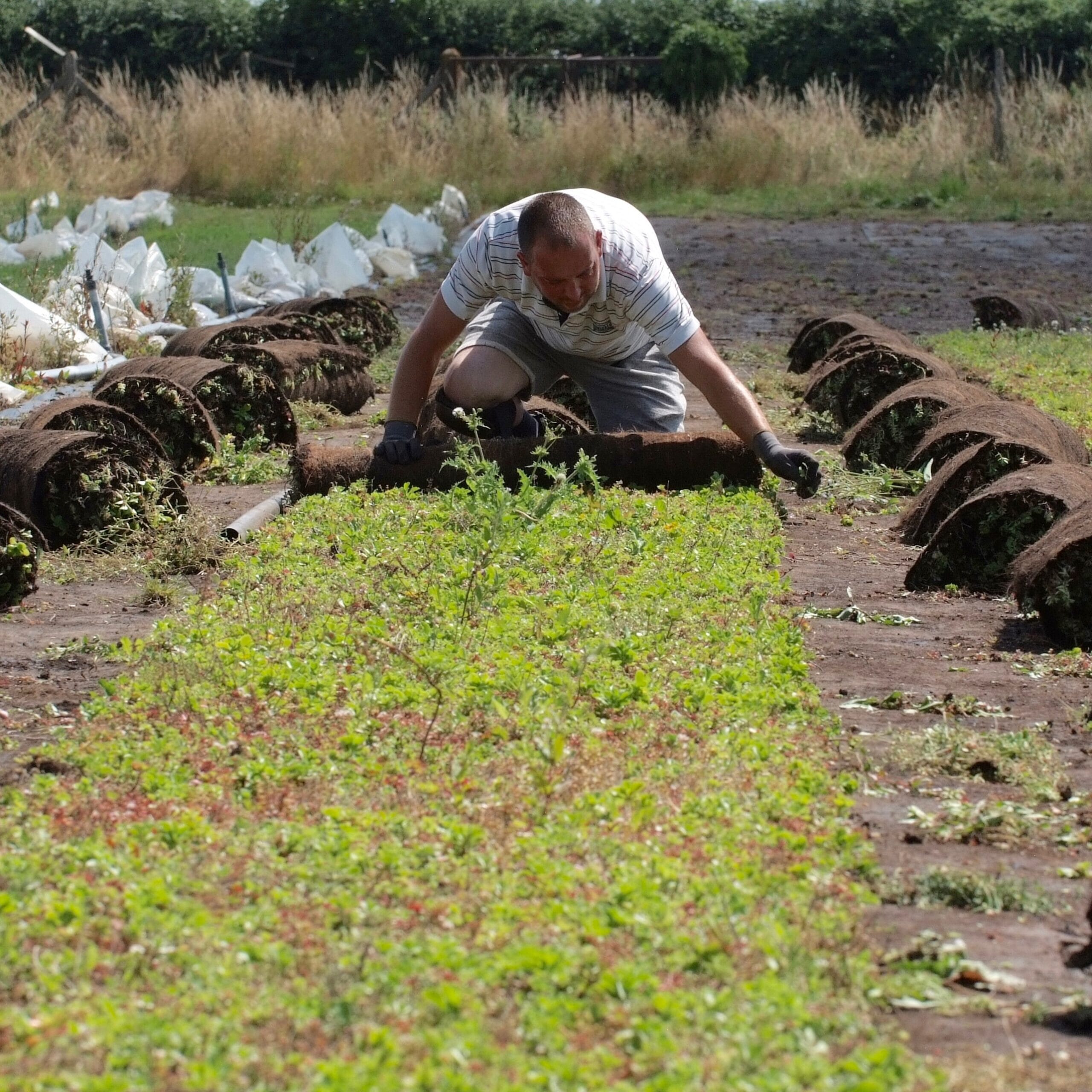 harvesting-long-shot-Web-scaled.jpg?w=1024&h=1024&scale
